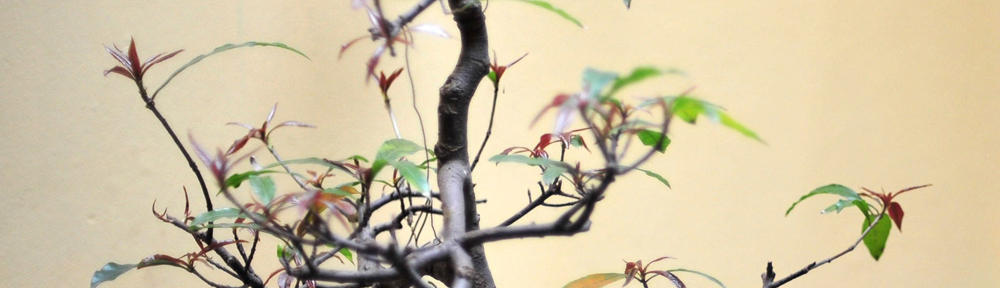 Canrely International Immigration Services 加齐国际留学移民事务所